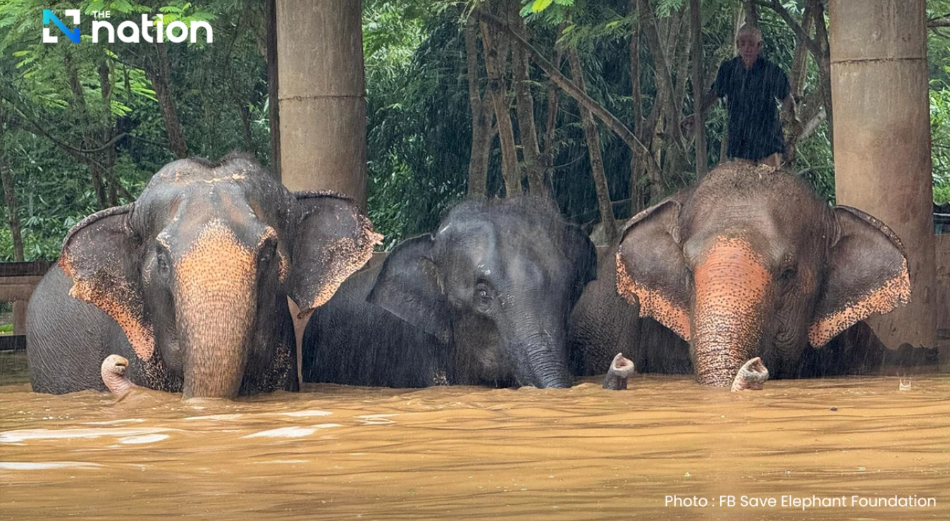 Banjir Terjang Taman Gajah Chiang Mai Thailand, 100 Gajah Diselamatkan